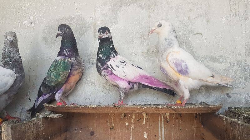 Dabaz kamagar sialkoti pigeons for sale. 16