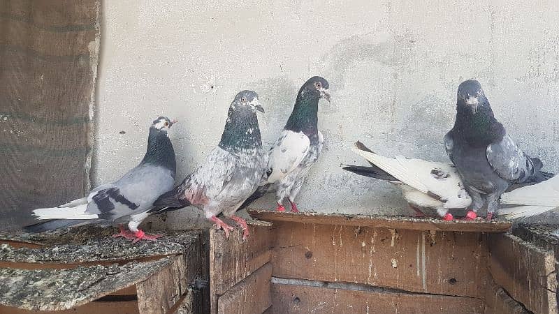 Dabaz kamagar sialkoti pigeons for sale. 17