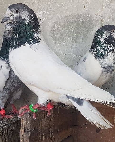 Dabaz kamagar sialkoti pigeons for sale. 18