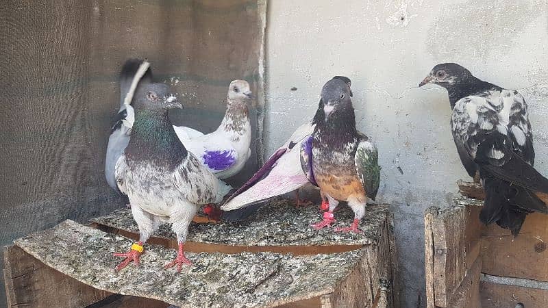 Dabaz kamagar sialkoti pigeons for sale. 19