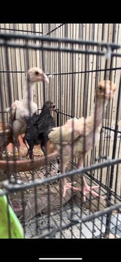 Aseel chicks available