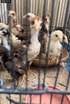 Aseel chicks available