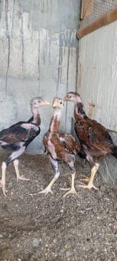 Miyanwali Aseel chicks for sale