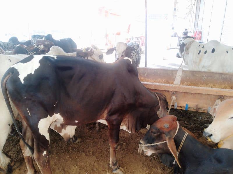Cows Qurbani 2024 1
