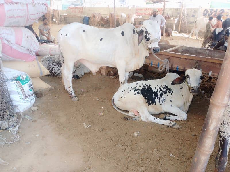 Cows Qurbani 2024 2