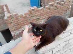 Persian Full Black 3rp coat kitten (Phone no 03176272447) full active