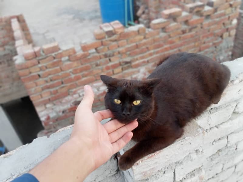 Persian Full Black 3rp coat kitten (Phone no 03176272447) full active 0