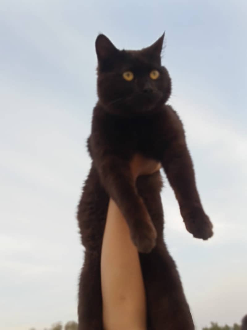Persian Full Black 3rp coat kitten (Phone no 03176272447) full active 1