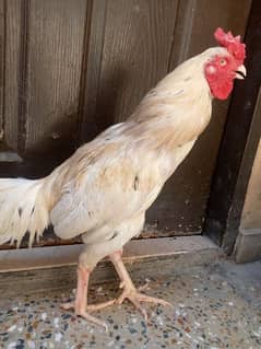 Aseel hens + cages for sale low price