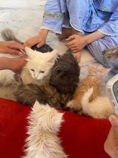 5 Persian triple coat kittens (1 month old)