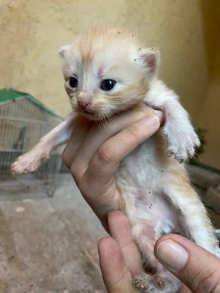 Persian kittens (5) , 1 month old kittens, triple coat, Cat & kittens 5