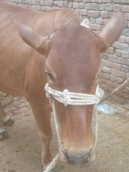 bachri for sale qurbani k liay 3