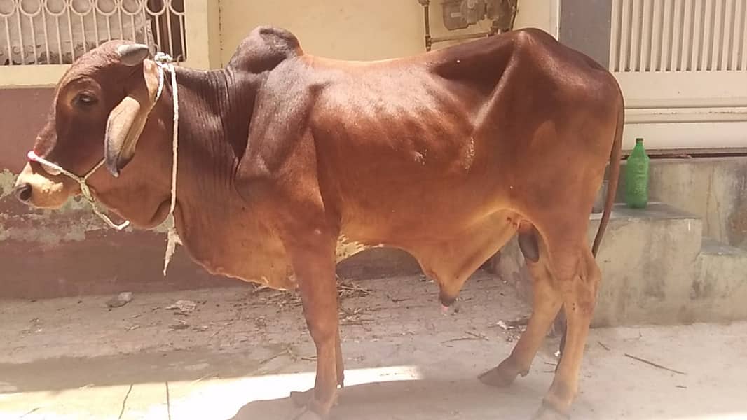 Bachra | cow | janwar for sale | quarbani cow 2