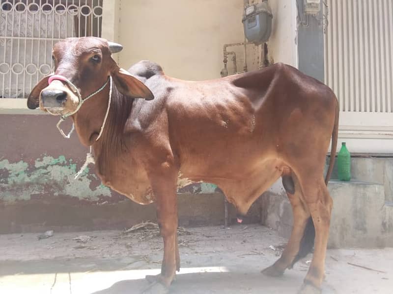 Bachra | cow | janwar for sale | quarbani cow 3