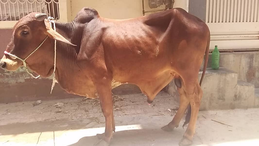Bachra | cow | janwar for sale | quarbani cow 4