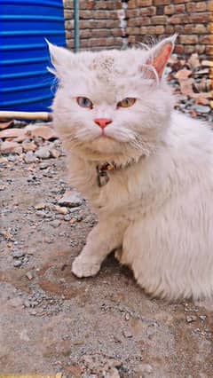 white percian cat with dual coloured eyes