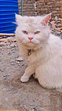 white percian cat with dual coloured eyes 0