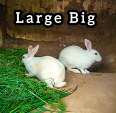 Rabbits red eyes Big & Medium & Small Male and Female 0