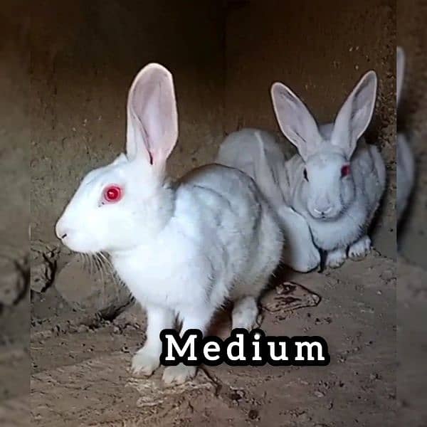 Rabbits red eyes Big & Medium & Small Male and Female 2