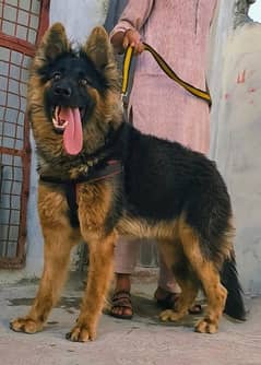 Belgium Shepherd security dog 7months male for sale 0