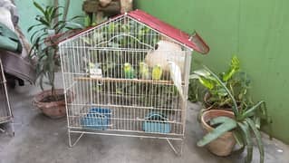 Bajri Parrots