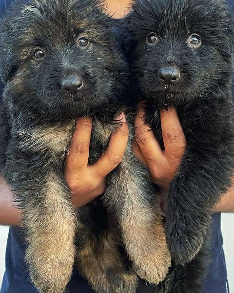Long Coat German Shepherd Puppies 0
