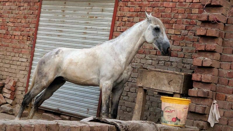 Desi  horse  for sale Due to abroad Visit 0
