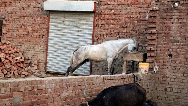 Desi  horse  for sale Due to abroad Visit 1