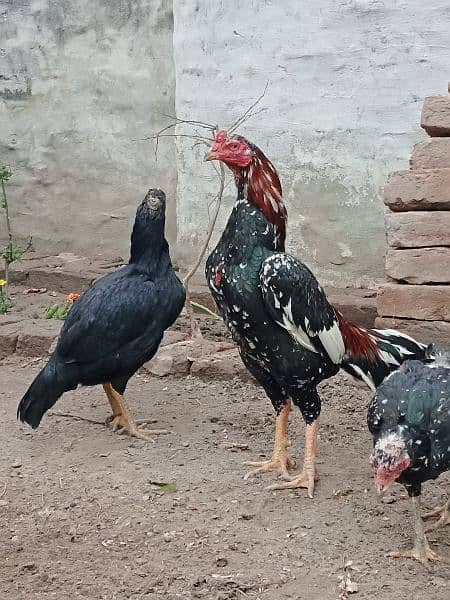 mrgyan for sale 3500 and cage for sale 4500 7