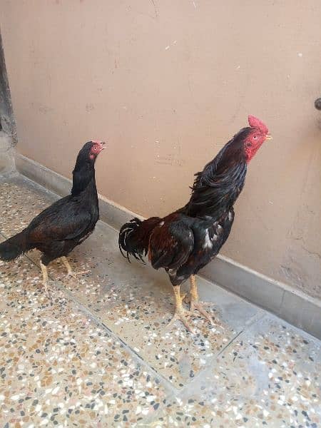 Aseel hens + cages for sale low price 1