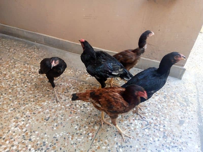 Aseel hens + cages for sale low price 3