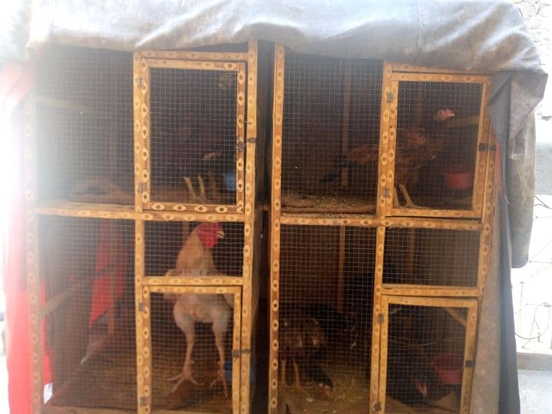 Aseel hens + cages for sale low price 4