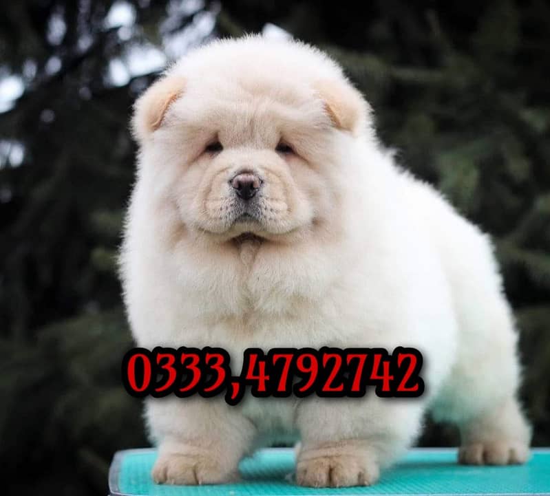 Chow chow Puppy  03334792742 0