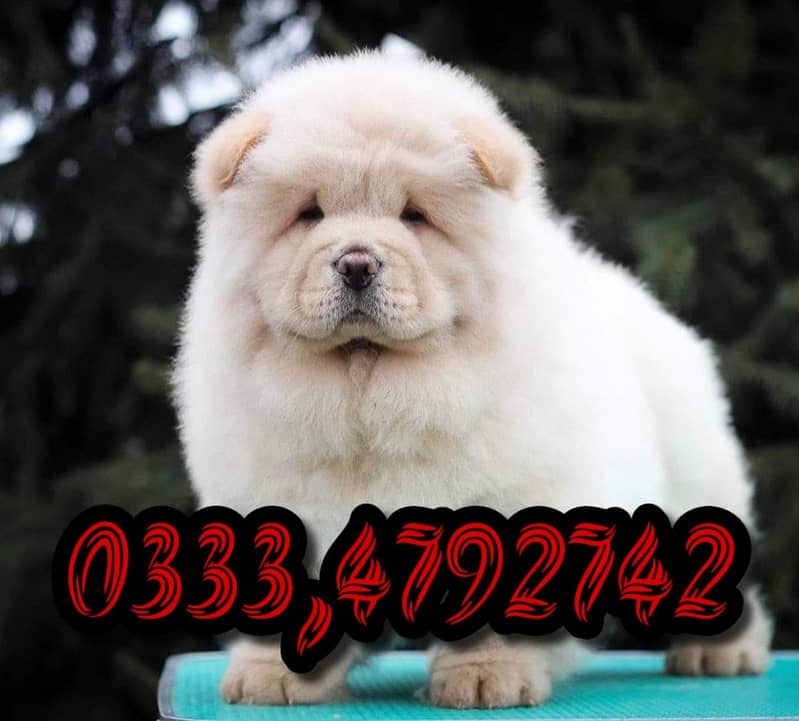 Chow chow Puppy  03334792742 1