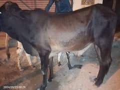 Bulls for sale under 2.25 at Memon Goth contact number 03322328511