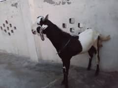 goat for qurbani 0