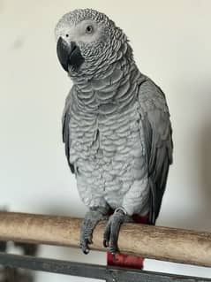 Hand Tammed Female African Grey