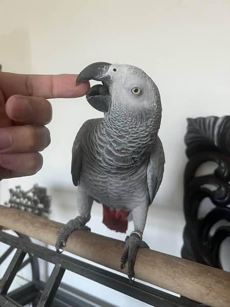 Hand Tammed Female African Grey 1