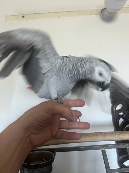 Hand Tammed Female African Grey 3