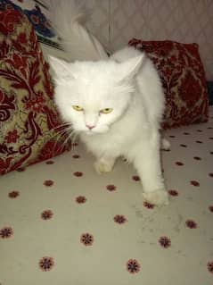 Persian cat female full friendly green eyes 0