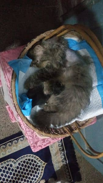 punch Persian kitten for sale 4