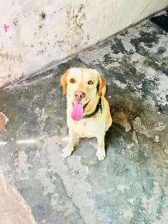 two labra dogs male 1 se 1.5 saal age playing with ball 0