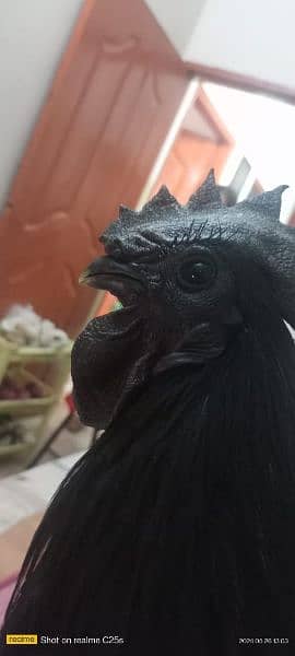 Ayam Cemani Hen Pair 6