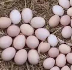 Desi and aseel Hens Miz eggs , fertile eggs