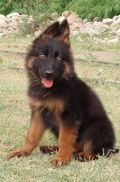GSD for sale