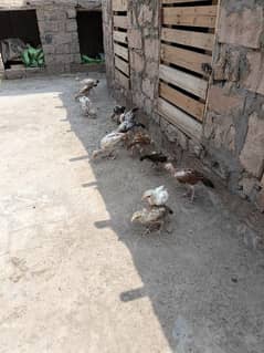 Aseel chicks Each 1800 Pair 3000