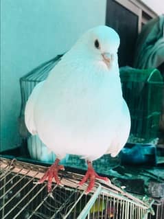 Lucky Kabotar /Lucky Pigeon