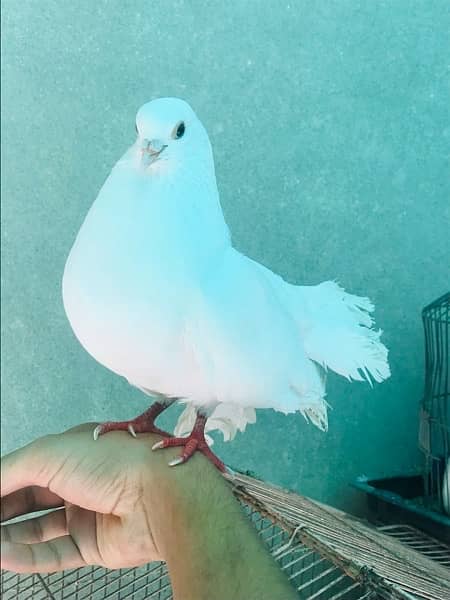 Lucky Kabotar /Lucky Pigeon 4