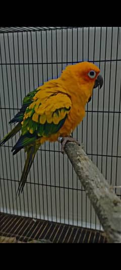 Sun conure young breeder pair available