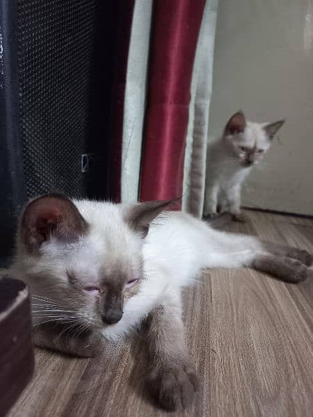 Siamese kitten 2